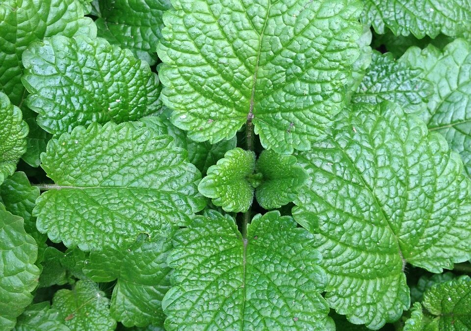 Best Mint Fudge Combination ~ Fudge Frenzy: Discover Your Sweet…