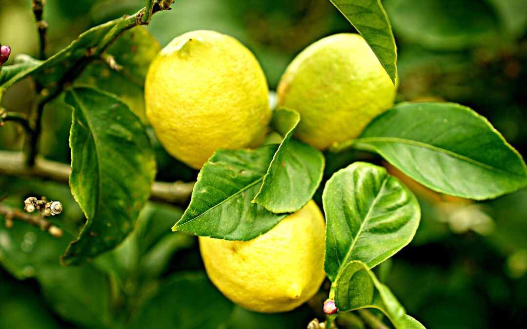 Lemon Fudge ~ Fudge That Will Make Your Taste Buds…