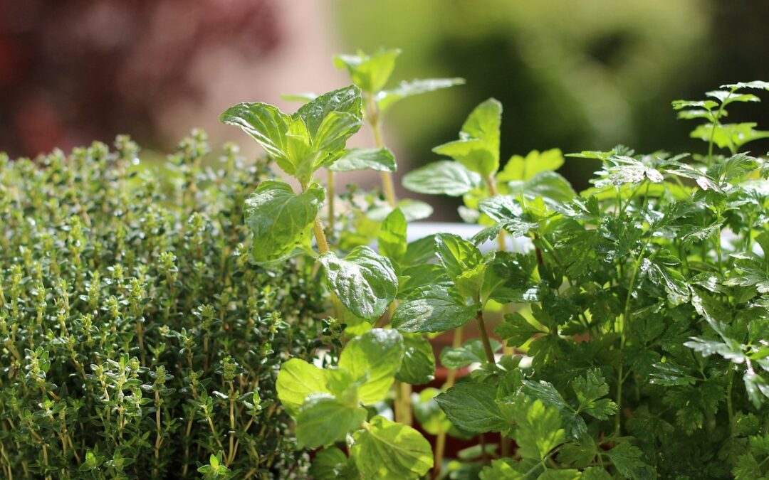 Mint Fudge – Ready For The Best Fudge Ever? TL;DR…