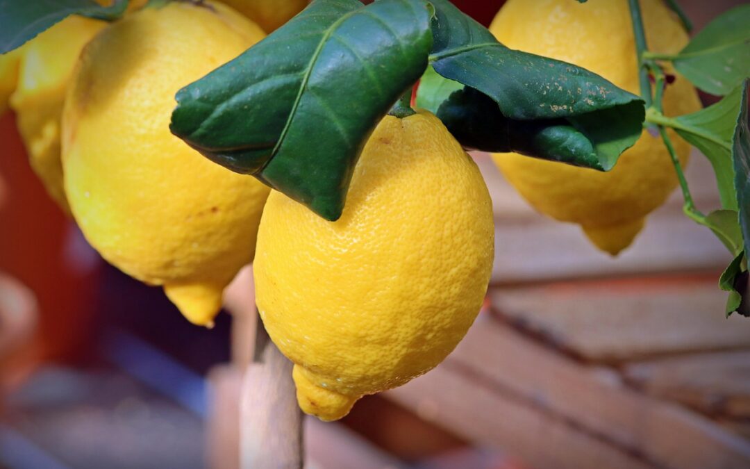 Organic Lemon Fudge: Dive Into A World Of Delicious Fudge!…