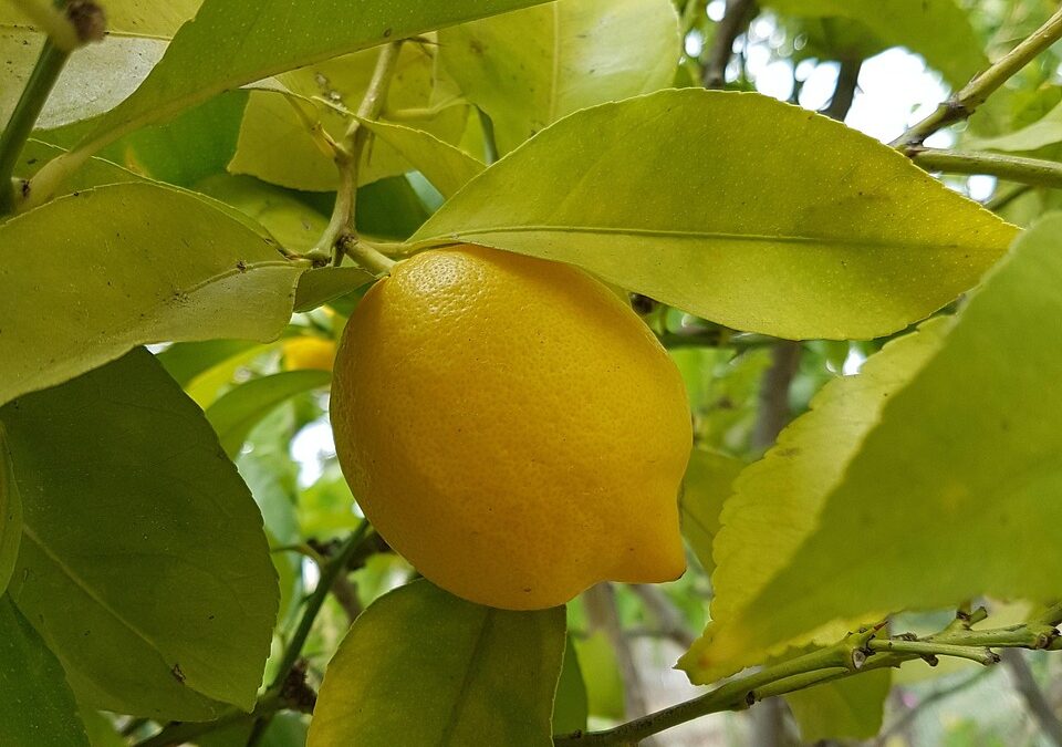 Best Recipe For Lemon Fudge – Forget The Bake Sale,…