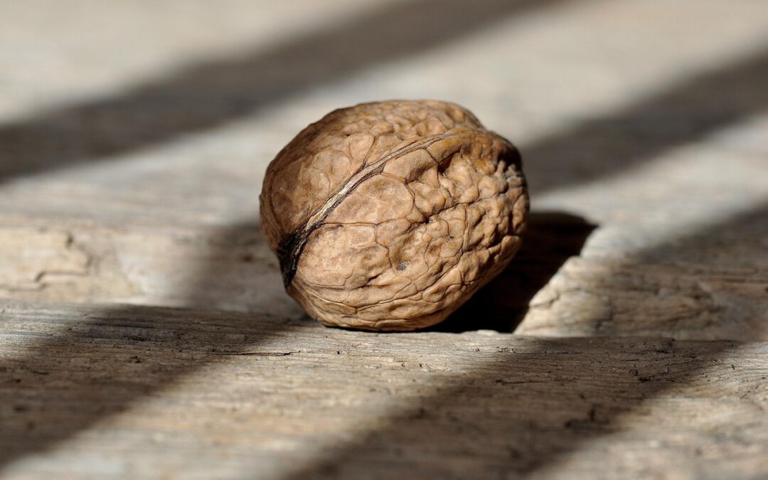 Chocolate Walnut Fudge With Pecans / Craving Chocolate? Wasatch Fudge…