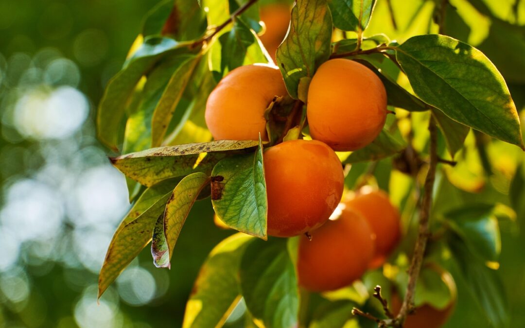 Fudge Fruit: Sweeten Up Your Life With Wasatch Fudge! TL;DR…