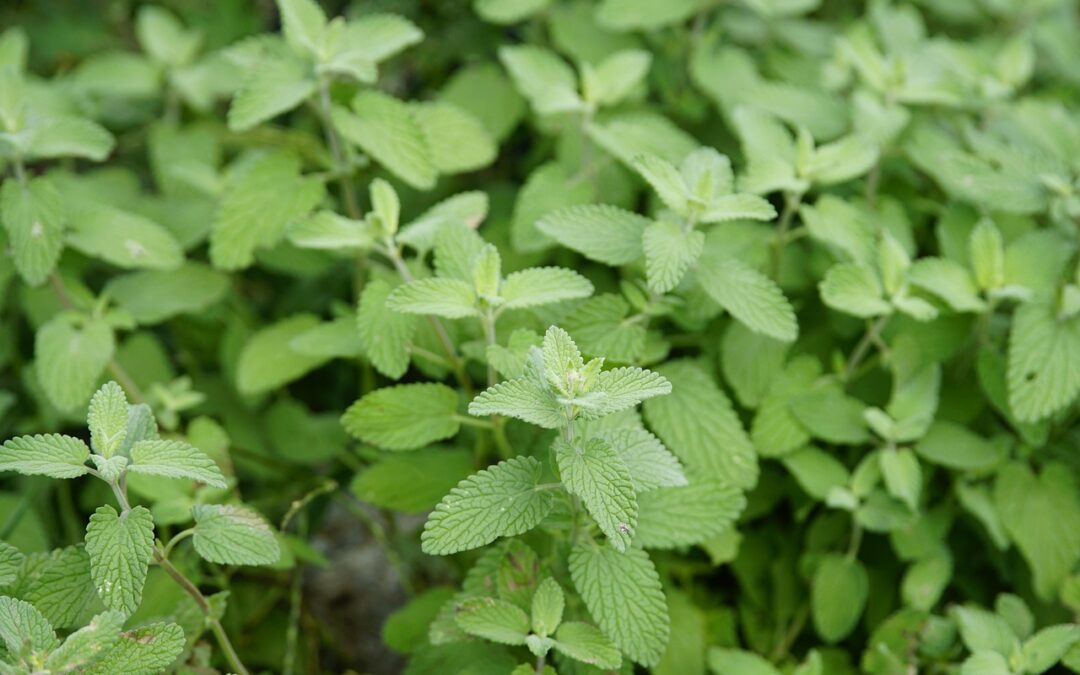 Mint Fudge: Mint Fudge Magic: Your Guide To Homemade Deliciousness…