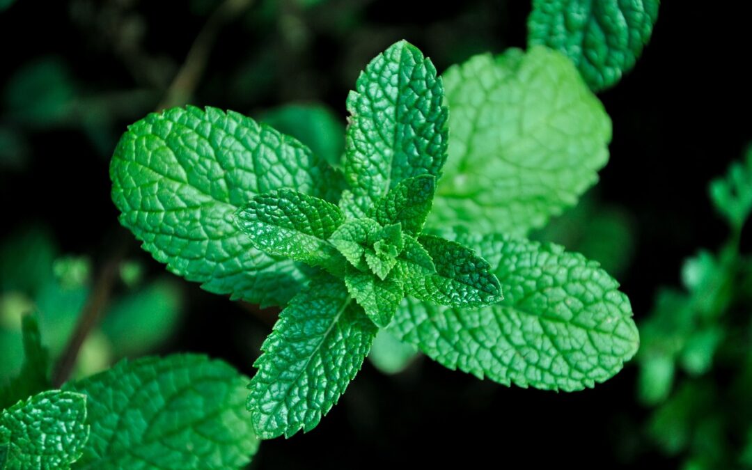 Best Mint Fudge For Holidays » Sweeten Your Holidays With…