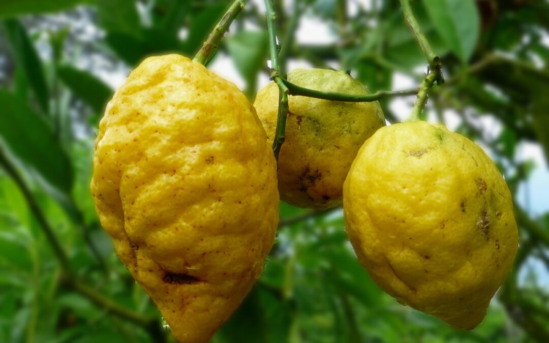 Lemon Fudge | Zesty Dreams: A Deep Dive Into Lemon…