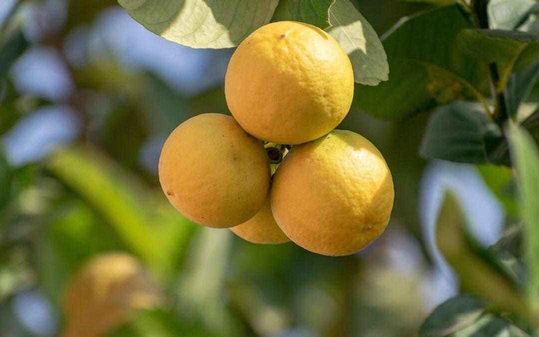 Quick Recipe For Lemon Fudge ~ Sure, Here’s A Blog…