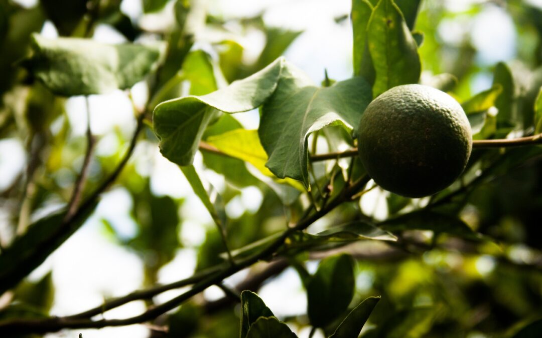 Lemon Fudge: Here’s A Blog Article About Lemon Fudge/Nutty Fudge…